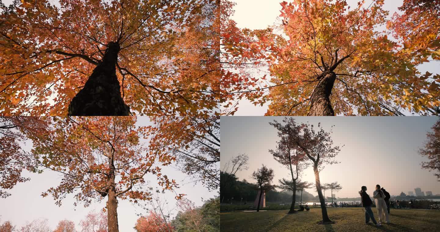 秋叶 自然景观 秋景 旅行 枫叶 航拍