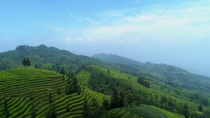 春天航拍大面积四川峨眉山下绿茶种植基地