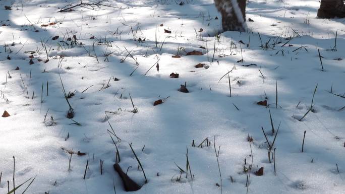 雪地光影踏雪而行雪地脚印行走在雪地上