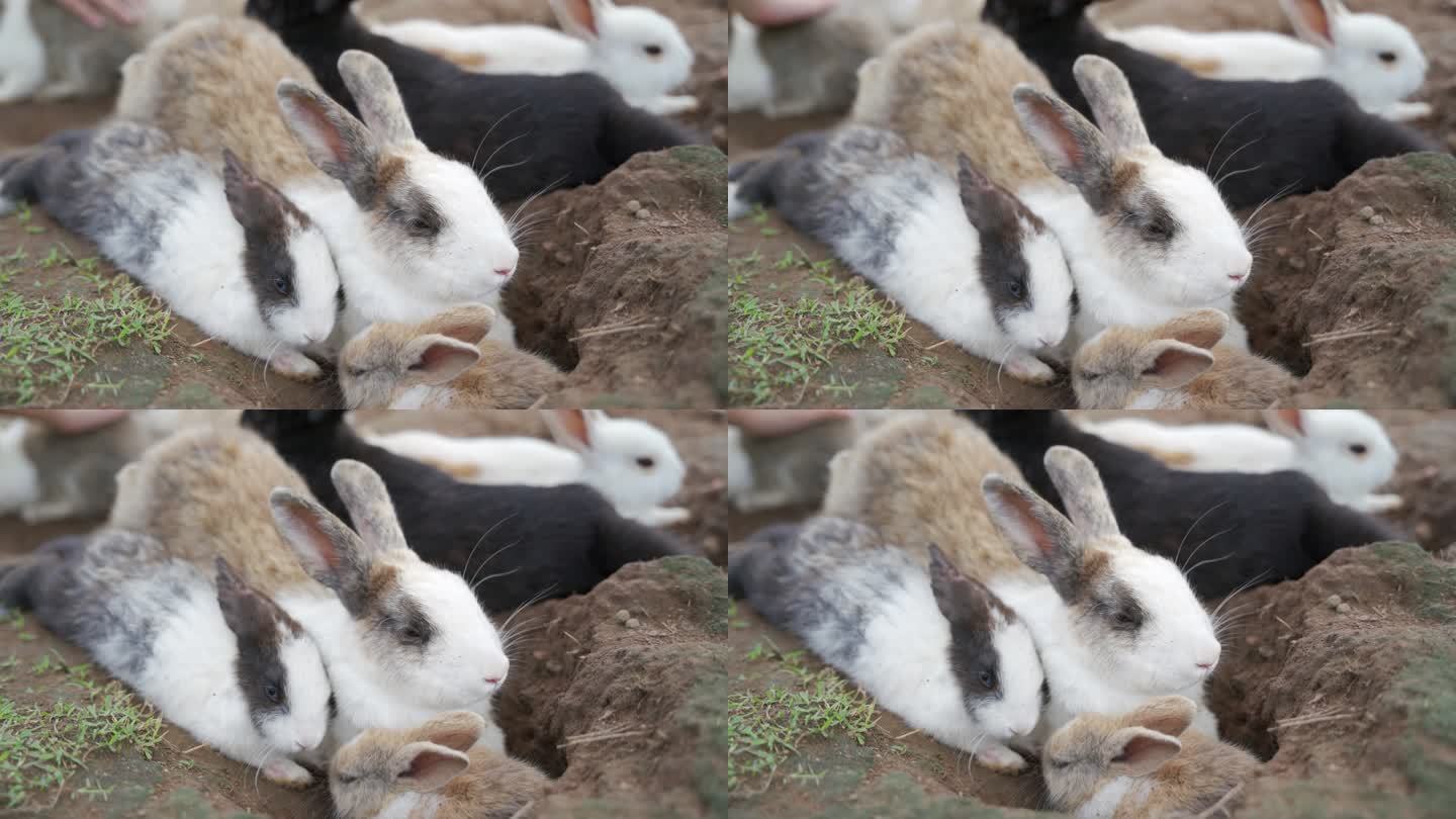 兔子在农场