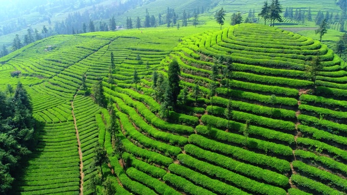 航拍春天绿油油的茶山风景