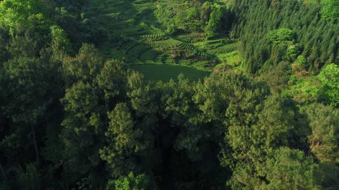 航拍春天绿油油的茶山风景