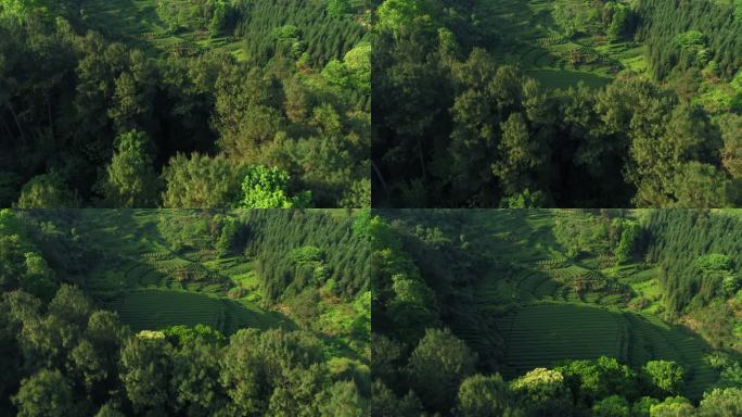 航拍春天绿油油的茶山风景