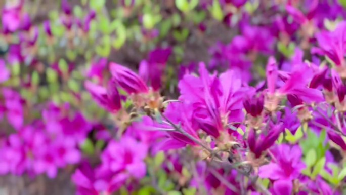 杜鹃花、映山红、花儿开放