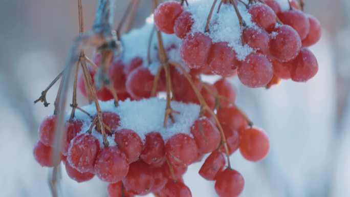 雪地里的红色野果