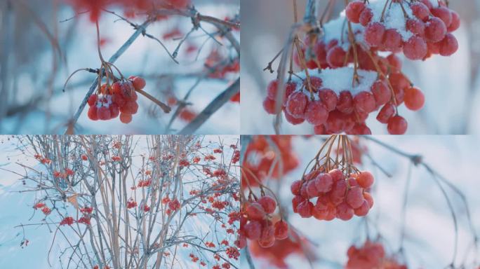 雪地里的红色野果