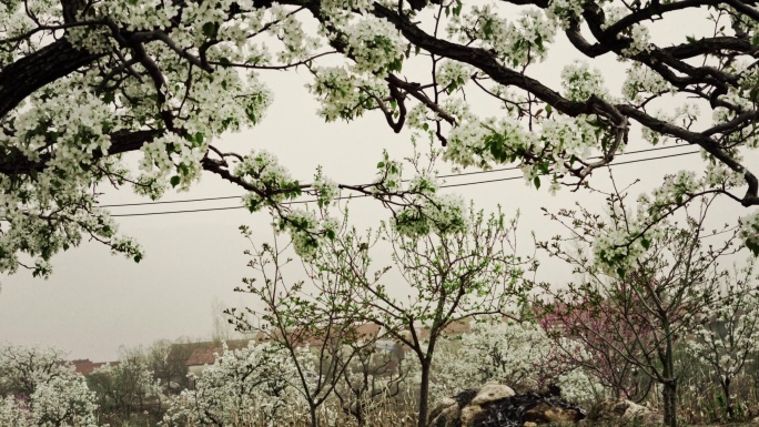 沂南风光 西寺堡 梨花 花海行人二