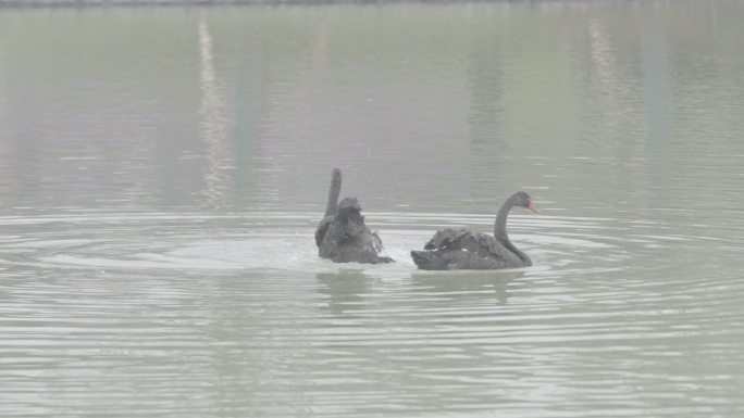 湖里黑天鹅