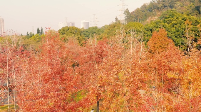 自然景观 秋景 旅行 枫叶 航拍 4K