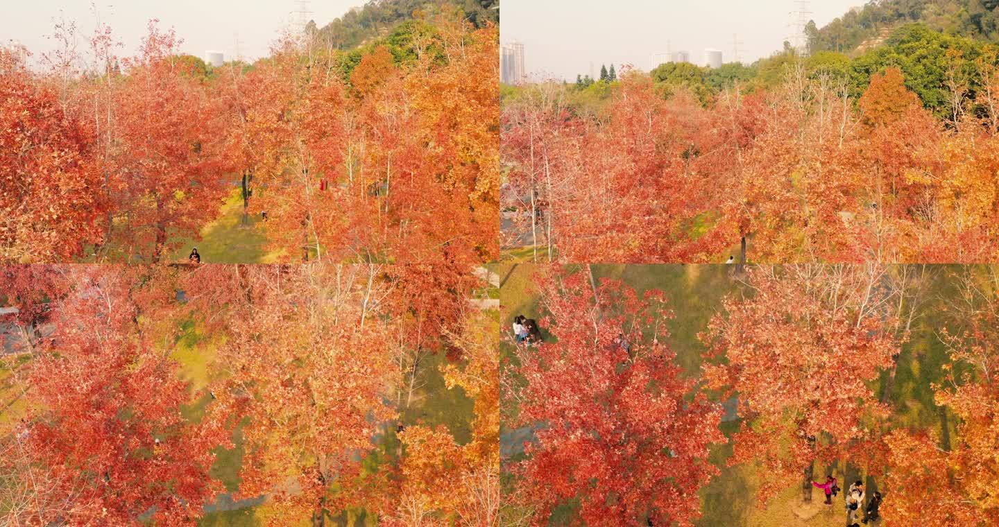自然景观 秋景 旅行 枫叶 航拍 4K