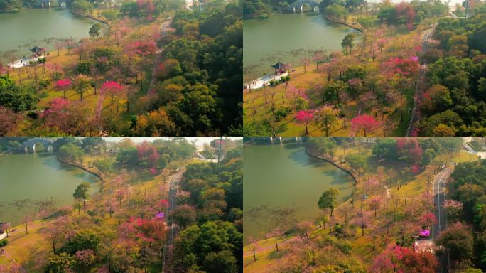 秋叶 自然景观 秋景 旅行 枫叶 航拍