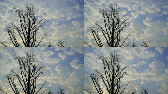 大树天空植物花卉光影延时摄影