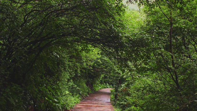 绿树掩映曲径通幽秘境小路