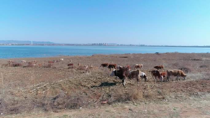 冬季湖边放牧牛吃草
