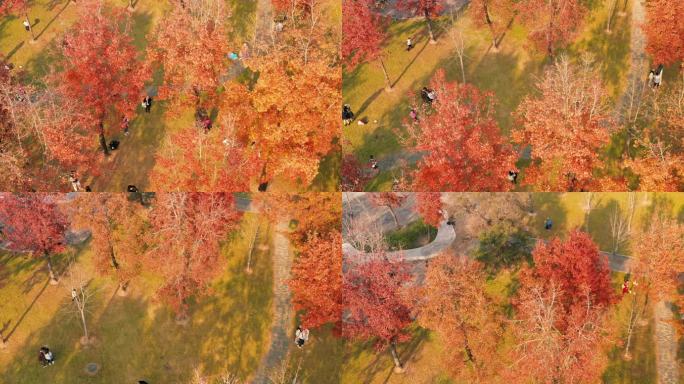 自然景观 秋景 旅行 枫叶 航拍 4K