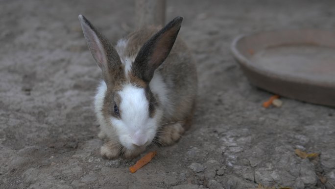 宠物。农场里的几只家养兔子