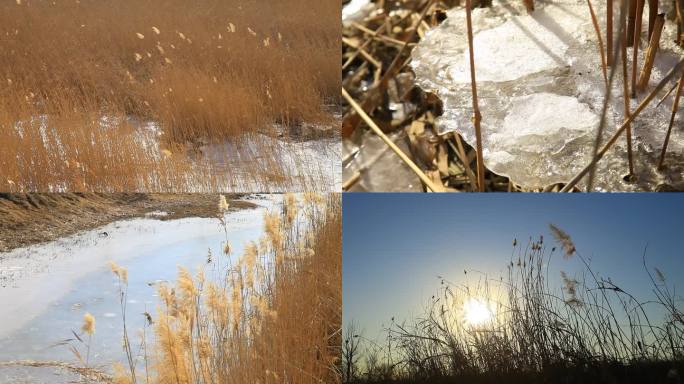 冬天结冰的水面芦苇和芦苇丛