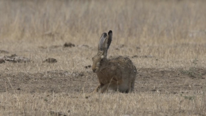 欧洲野兔（Lepus europaeus），又名褐野兔，俄罗斯