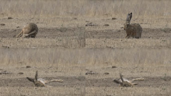 欧洲野兔（Lepus europaeus），又名褐野兔，俄罗斯