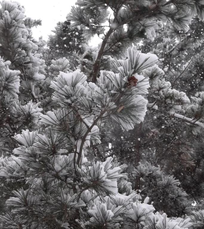 雪花飞舞下雪松树树枝上的雪飘落竖版素材