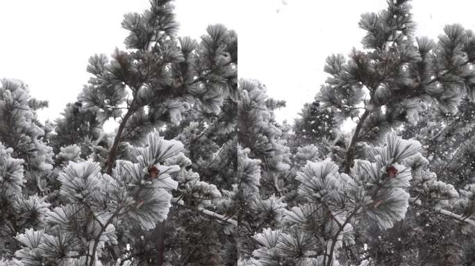 雪花飞舞下雪松树树枝上的雪飘落竖版素材