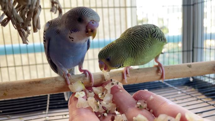 用手在鸟笼里喂两只可爱的长尾鹦鹉、种子和梨块