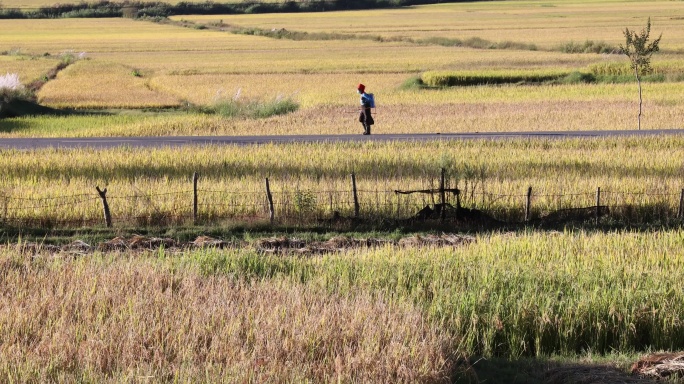 背着喷雾器从田间小路上经过的阿昌族妇女