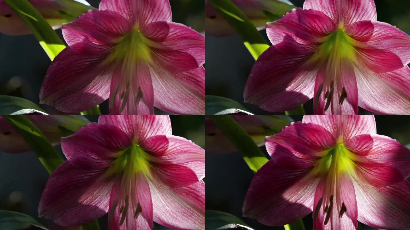 植物花卉光影延时摄影
