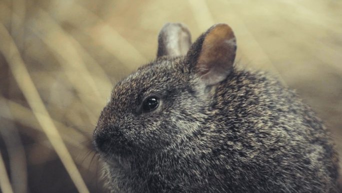 墨西哥火山兔墨西哥火山兔兔子毛绒特写龙猫