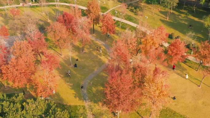 秋叶 自然景观 秋景 旅行 枫叶 航拍