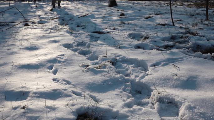 雪地光影踏雪而行雪地脚印行走在雪地上