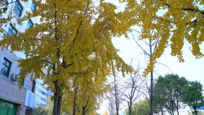秋天金秋街道两旁银杏树叶
