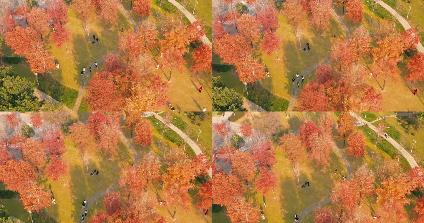 秋叶 自然景观 秋景 旅行 枫叶 航拍