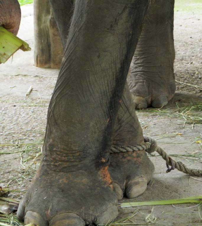 系着大象的绳子系着大象的绳子印度象链条-