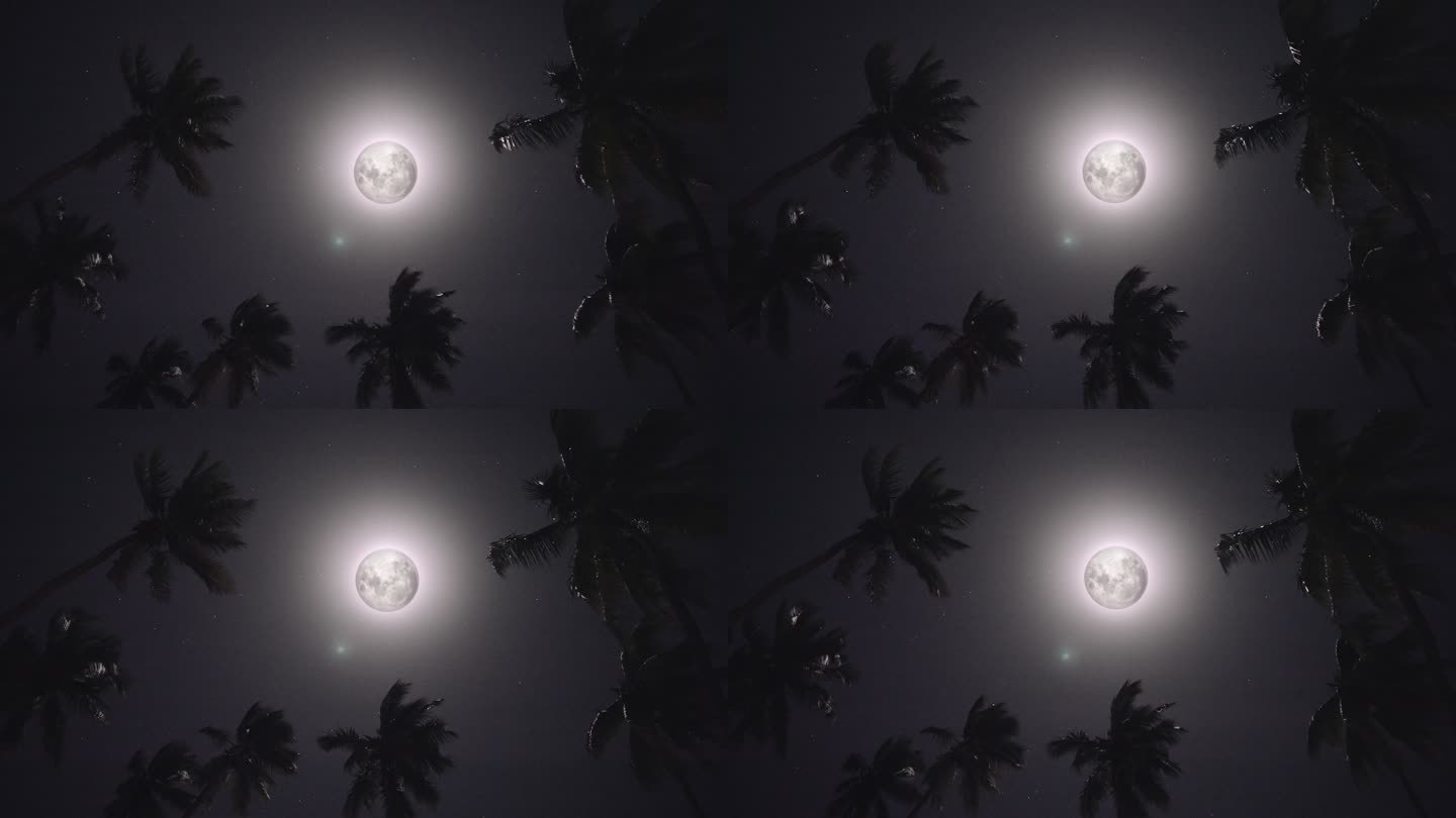 月光透过棕榈叶闪耀