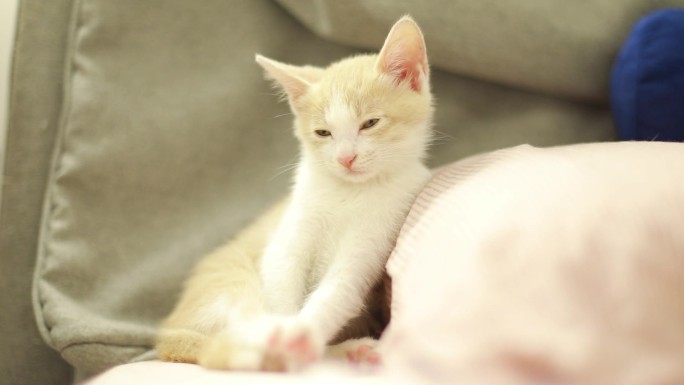 小橘白猫很困 靠在枕头上睡觉