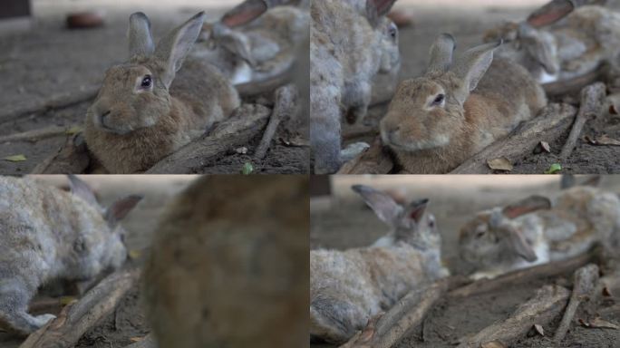 宠物。农场里的几只家养兔子