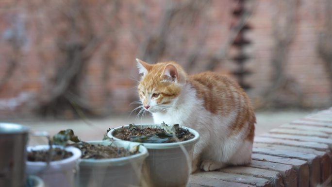 小猫端坐在地上张望休息流浪猫