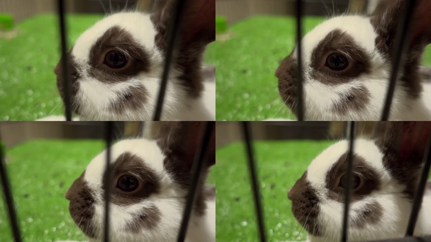 兔子的眼睛兔笼喂养兔兔