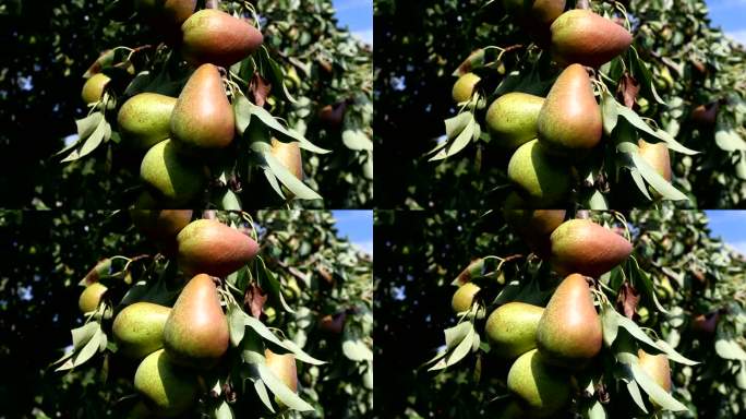 树上的梨硕果累累果实结果农产品
