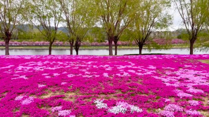 石竹花、石竹小花