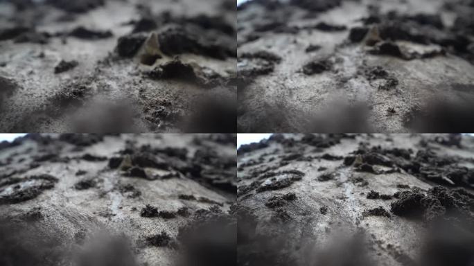 微距拍摄一棵被白蚁吃空的树干虫蛀树害树干