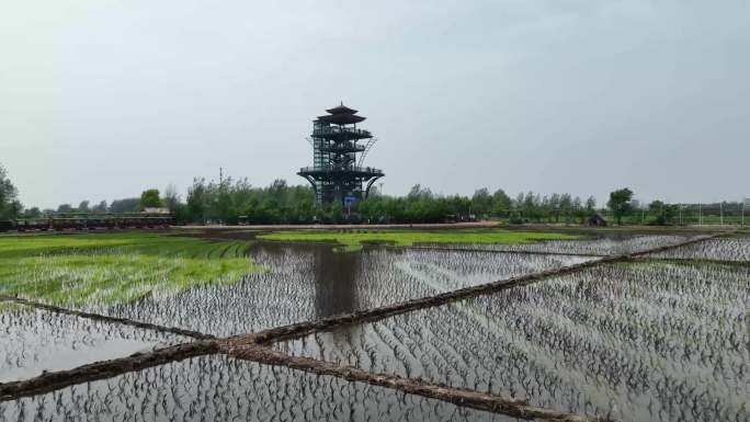 沈阳沈北稻梦空间端午节划泥地龙舟