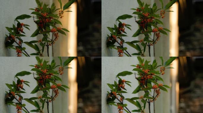 桂花植物花卉光影延时摄影