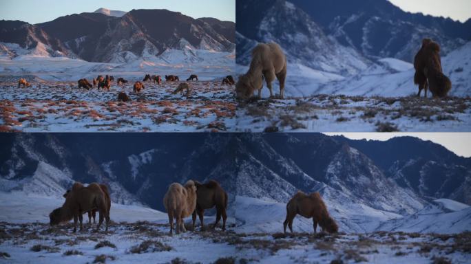 雪山脚下的骆驼