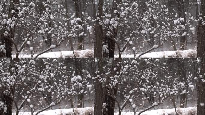 雪天树枝 枝头的雪花