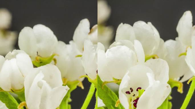 4k垂直延时的梨花在黑色背景下绽放和生长。盛开的梨花。手机和社交媒体的垂直时差为9:16。