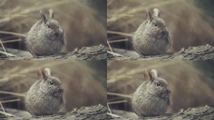 墨西哥火山兔动物园野生动物生物