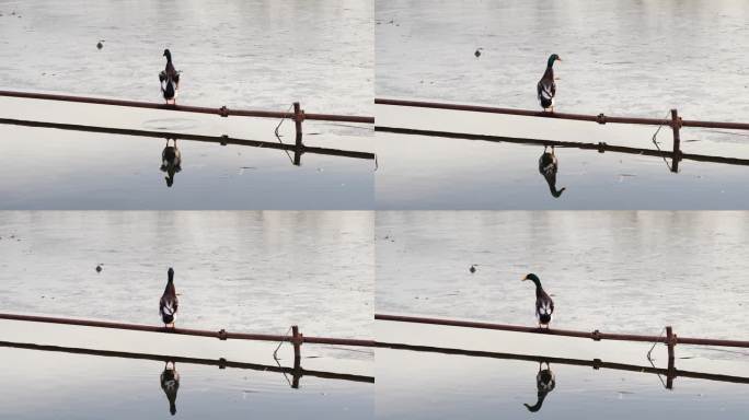 鸭子站在水面围栏上排泄鸭子飞入水中
