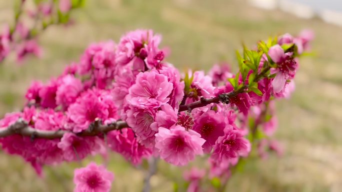 桃梅花、梅花、鲜花盛开